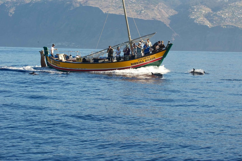 Picture 13 for Activity Madeira: Whale Watching Excursion in a Traditional Vessel