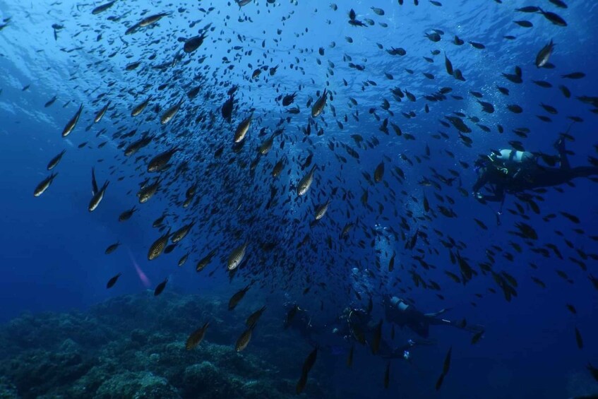 Picture 4 for Activity Calvi: Pointe de la Revellata Snorkeling Boat Tour