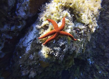 Calvi : Excursion en bateau pour la plongée en apnée à la Pointe de la Reve...