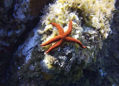 Calvi: tour en barco de snorkel por Pointe de la Revellata