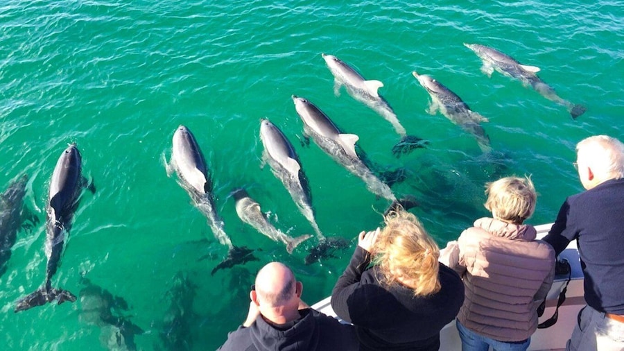 Kangaroo Island: 75-Minute Coastal Safari