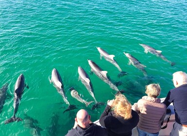 Kangaroo Island: 75-Minute Ocean Safari