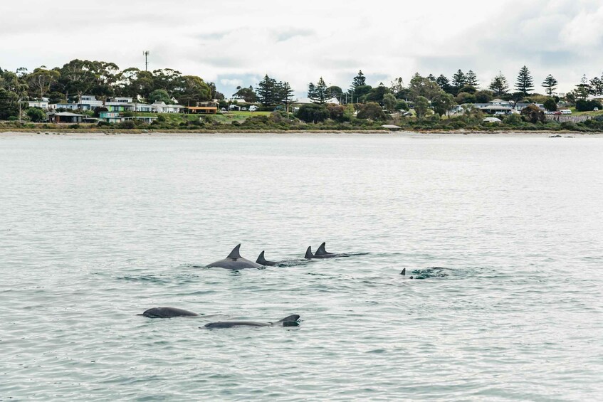 Picture 5 for Activity Kangaroo Island: 75-Minute Coastal Safari