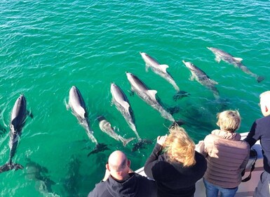 Kangaroo Island: 75-Minute Ocean Safari