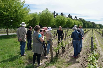 Rundresa och vinprovning i Loiredalen Vouvray, Chinon, Bourgueil