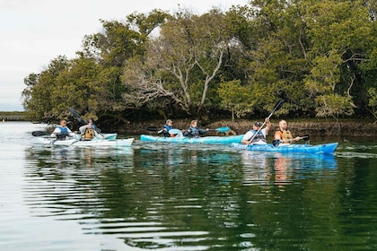 Adelaida: recorrido en kayak ecológico por el santuario de delfines