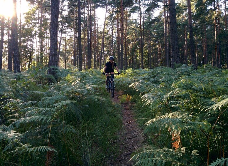 Picture 6 for Activity Ljubljana: City Center and Golovec Trails Mountain Bike Tour