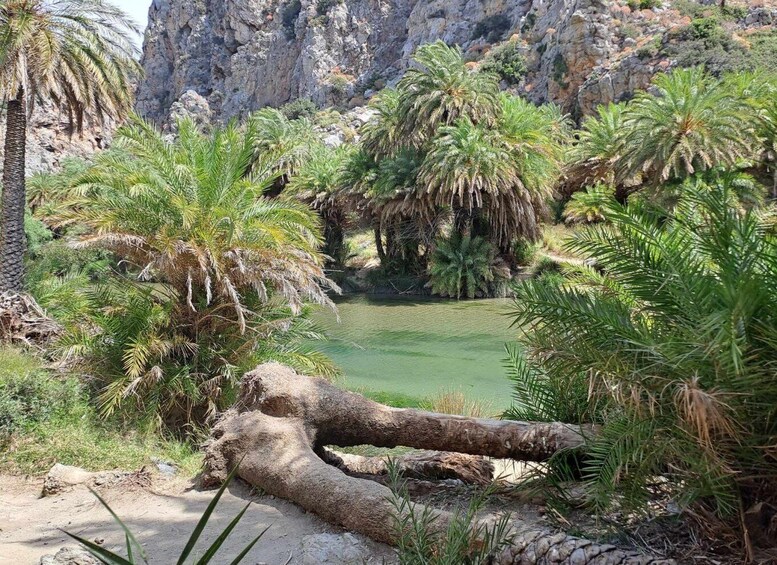 Picture 1 for Activity From Rethymno: Damnoni and Preveli Palm Beach Tour
