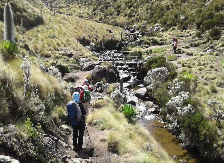 Picture 9 for Activity Mount Kenya: 5-Day Hike Via Chogoria Route
