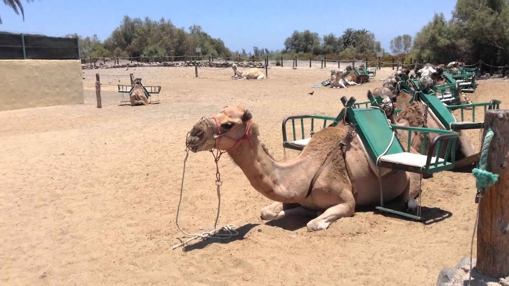 Picture 1 for Activity Maspalomas: E-Scooter Chopper 2 seat optional Camel Tour