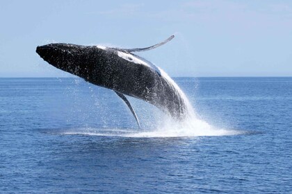 Dunsborough: Whale Watching Tour