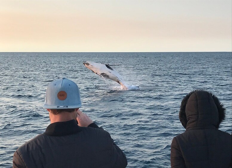 Picture 6 for Activity Dunsborough: Whale Watching Tour