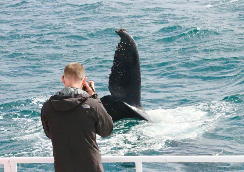 Picture 4 for Activity Dunsborough: Whale Watching Tour