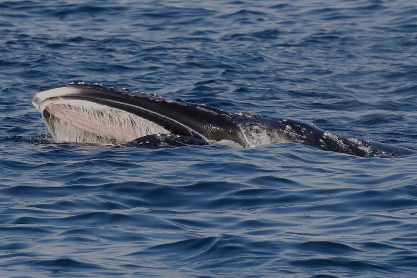 Picture 5 for Activity Dunsborough: Whale Watching Tour