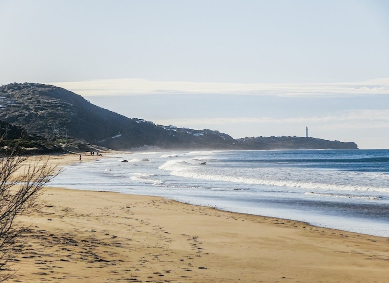 Picture 4 for Activity From Melbourne: Great Ocean Road, 12 Apostles, Wildlife Tour
