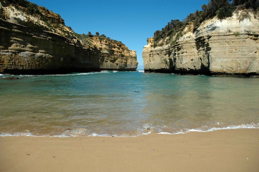 Picture 6 for Activity From Melbourne: Great Ocean Road, 12 Apostles, Wildlife Tour