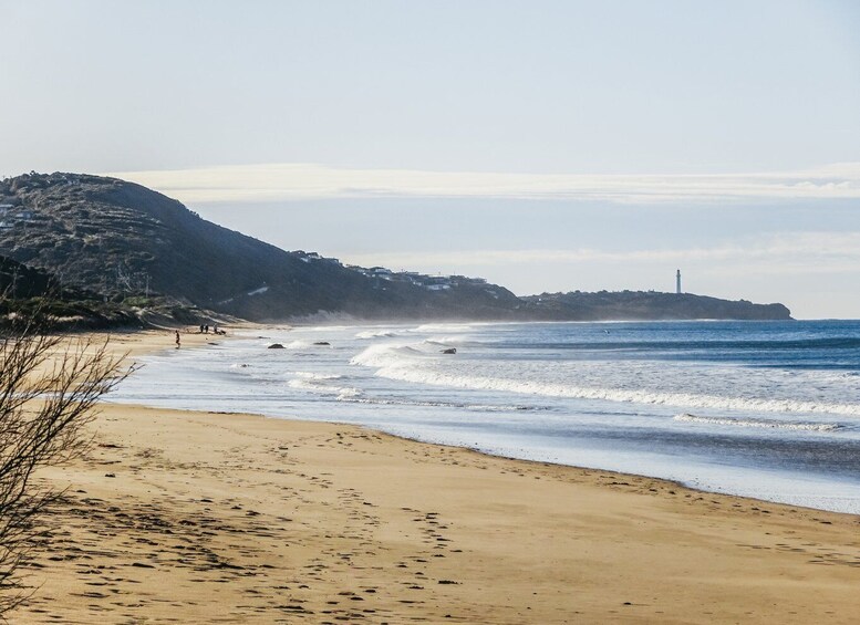 Picture 3 for Activity From Melbourne: Great Ocean Road and Wildlife Tour