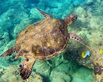 Maui: Snorkeling Tour for Non-Swimmers in Kihei