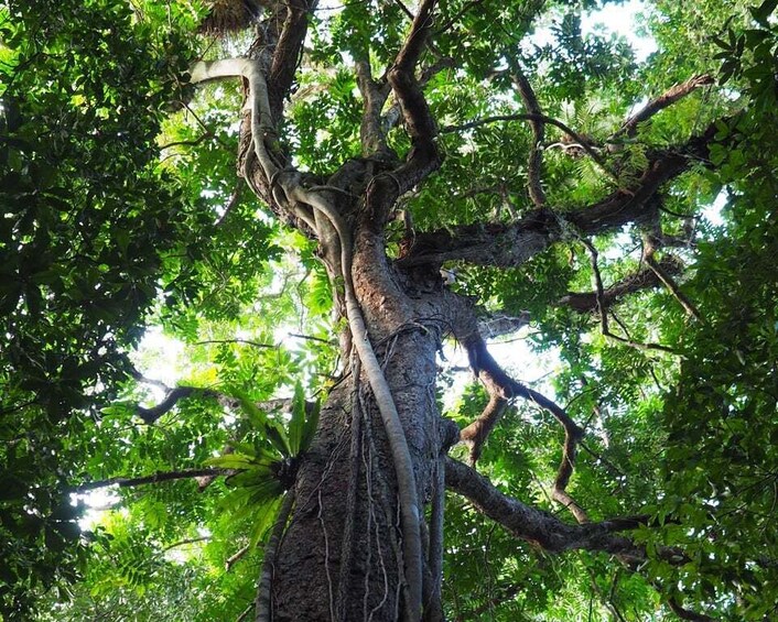 Picture 4 for Activity Mossman Gorge: Day Tour with River Drift Experience