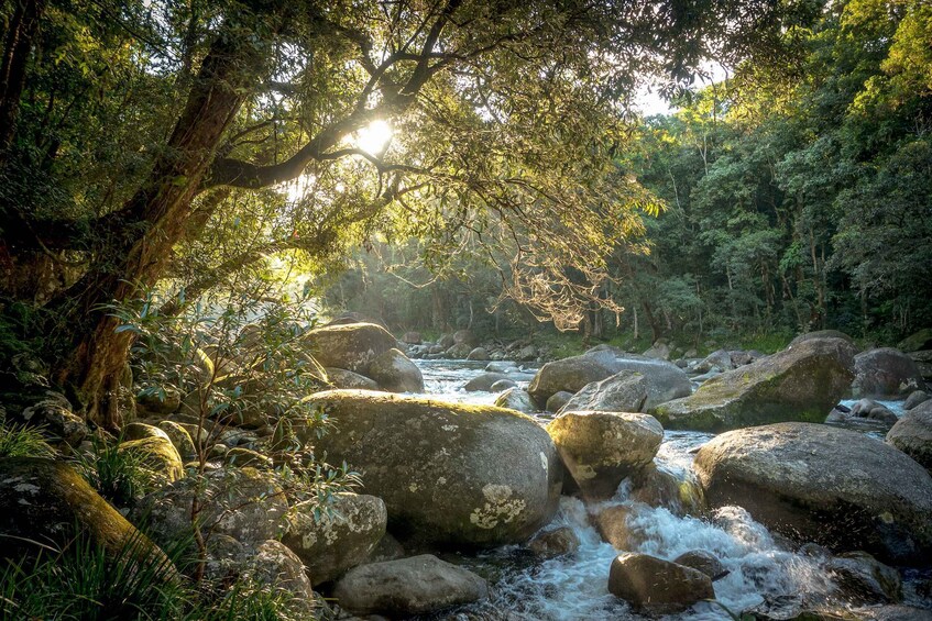 Picture 1 for Activity Mossman Gorge: Day Tour with River Drift Experience