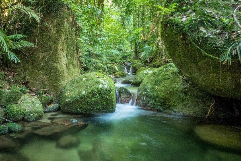 Picture 8 for Activity Mossman Gorge: Day Tour with River Drift Experience