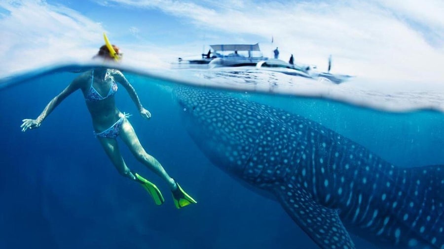 From Cebu: Whale Shark Tour and Inambakan Falls Private Tour
