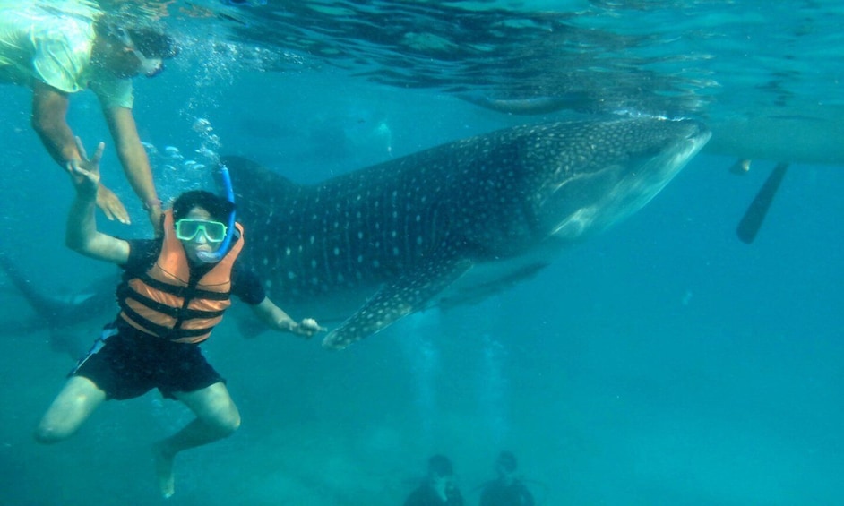 Picture 7 for Activity From Cebu: Private Whale Shark Tour & Tumalog Falls Option