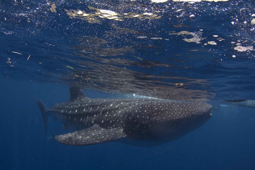 Picture 5 for Activity From Cebu: Private Whale Shark Tour & Tumalog Falls Option