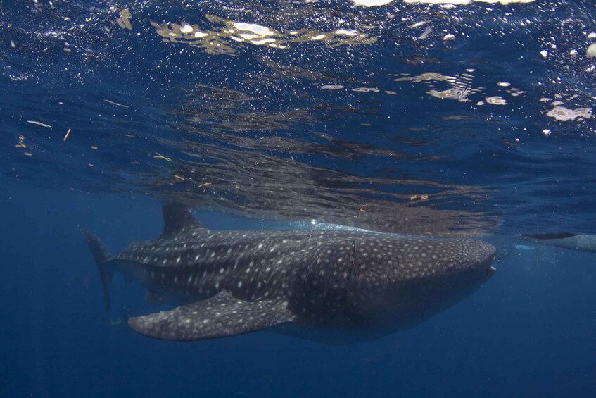 Picture 5 for Activity From Cebu: Whale Shark Tour and Inambakan Falls Private Tour