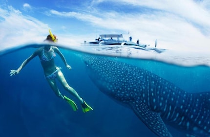 From Cebu: Whale Shark Tour and Tumalog Falls Private Tour