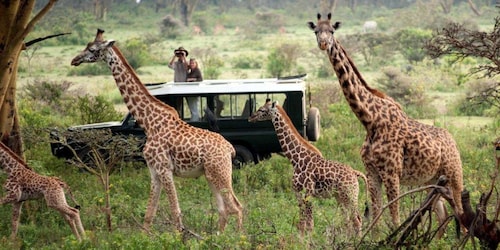 Nairobi: safari de campamento de 4 días en Maasai Mara y el lago Nakuru