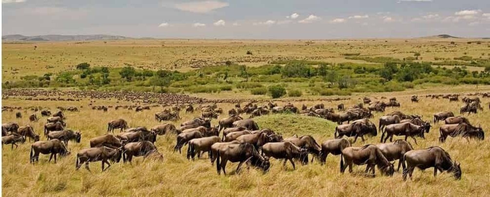 Picture 12 for Activity Nairobi: 4-Day Maasai Mara & Lake Nakuru Camping Safari
