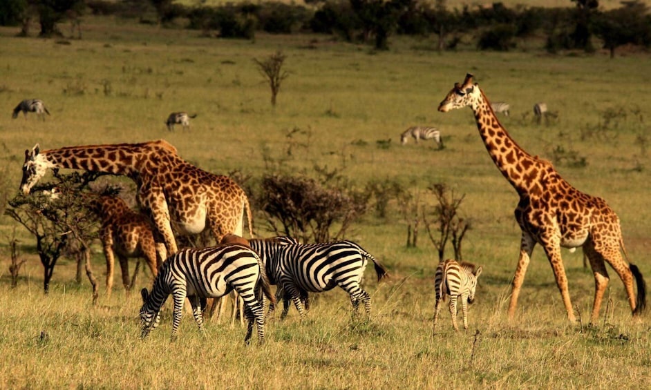 Picture 2 for Activity Nairobi: 4-Day Maasai Mara and Lake Nakuru Camping Safari