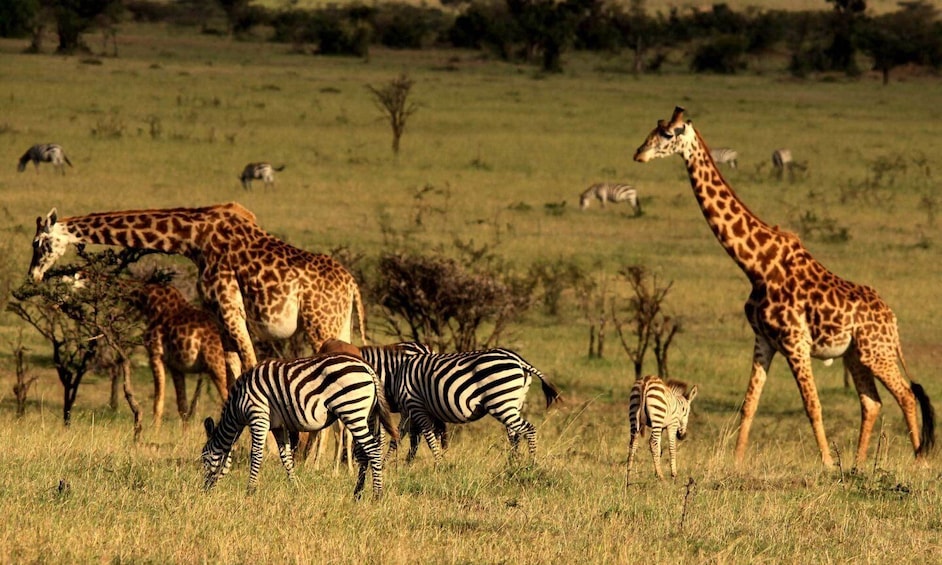 Picture 10 for Activity Nairobi: 4-Day Maasai Mara & Lake Nakuru Camping Safari