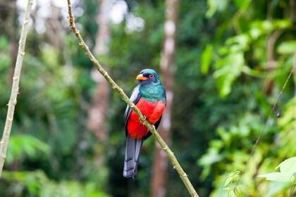 Liberia: Liberia: Yksityinen Bird Watching Tour