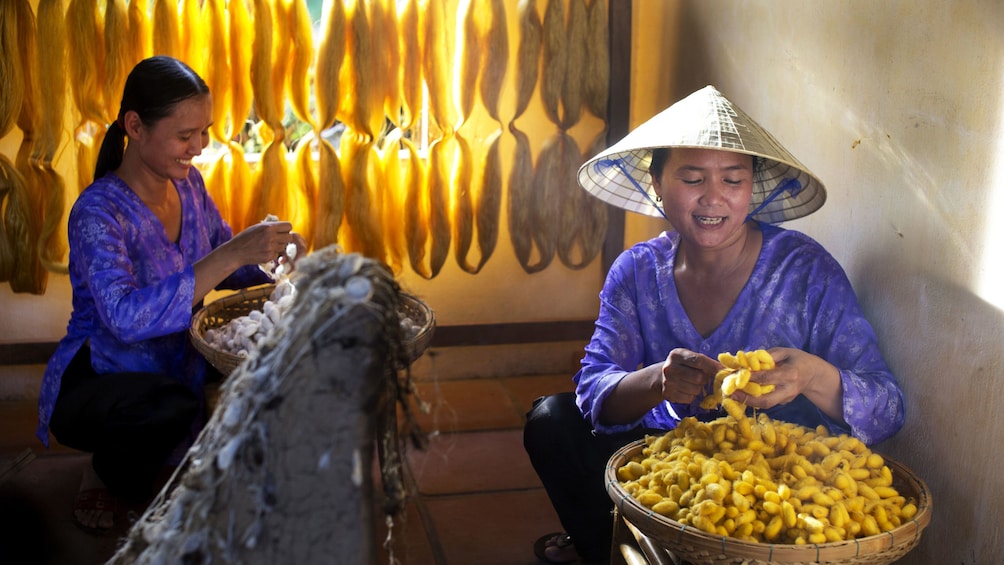 Women harvesting silk from silk worms in Hoi An