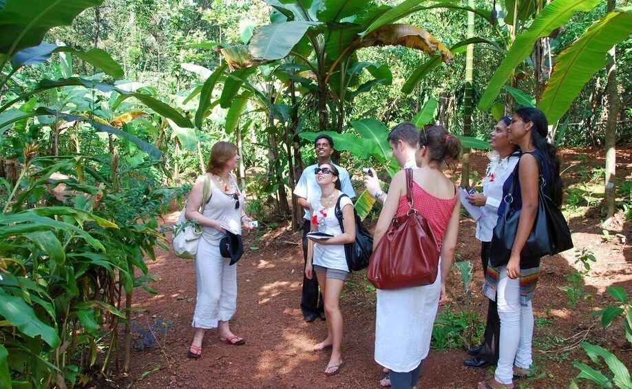 Picture 2 for Activity Goa: Dudhsagar Waterfall & Spice Farm Tour with Jeep Safari