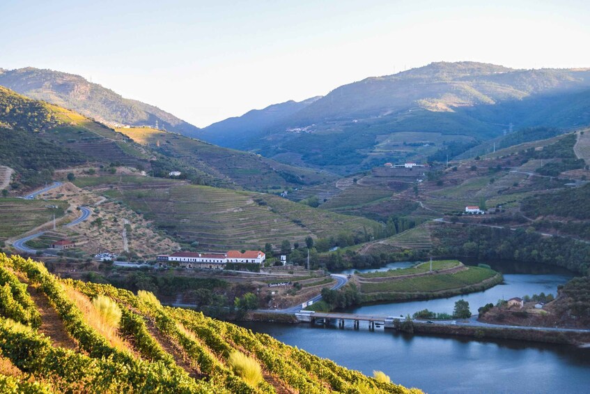 Picture 3 for Activity Douro Valley: Quinta do Tedo Wine Experience with Picnic