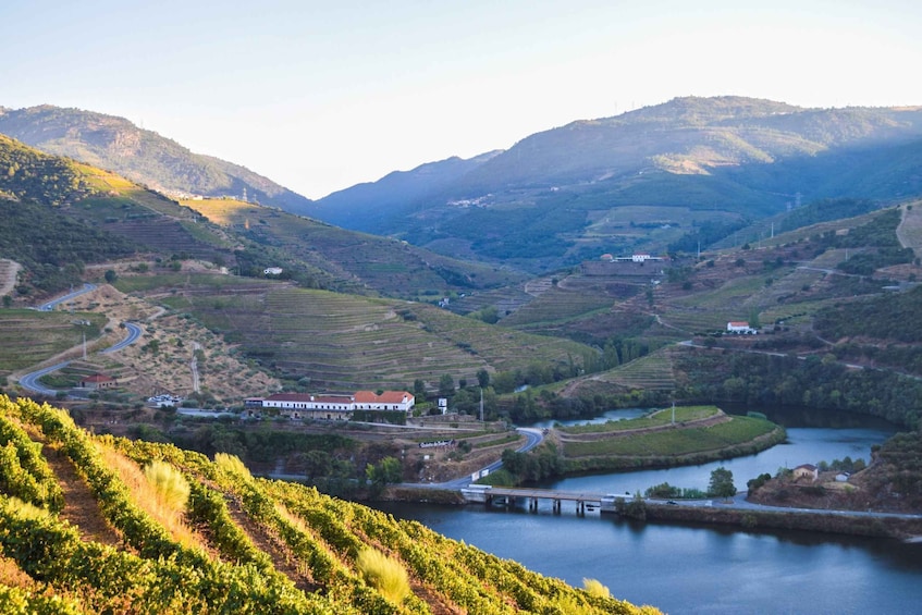 Picture 3 for Activity Douro Valley: Scenic Picnic at Quinta do Tedo Winery