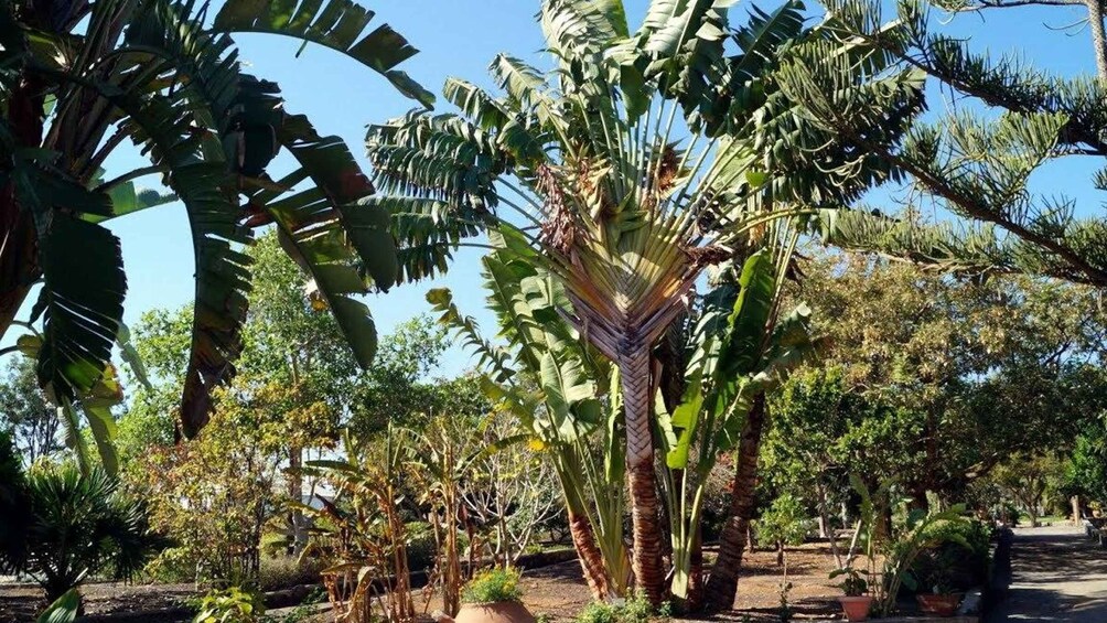 Picture 20 for Activity Maspalomas: E-Bike Tour optional Camel Ride