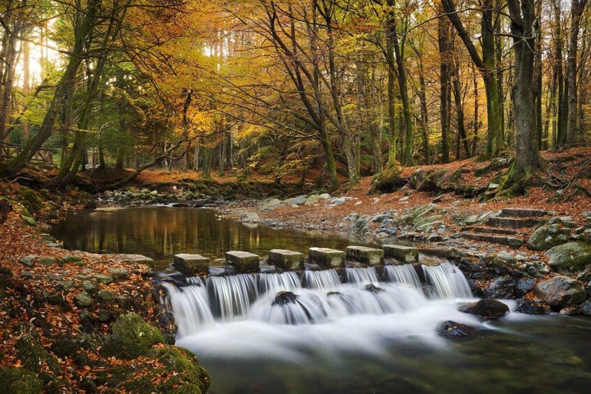 Picture 3 for Activity Newcastle: Game of Thrones - Tollymore Forest Trek