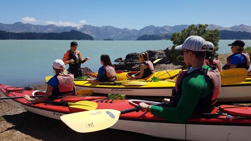 Christchurch : Kayak de mer excursion du port de Lyttelton