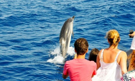 From Muscat: Dolphin Watching Tour