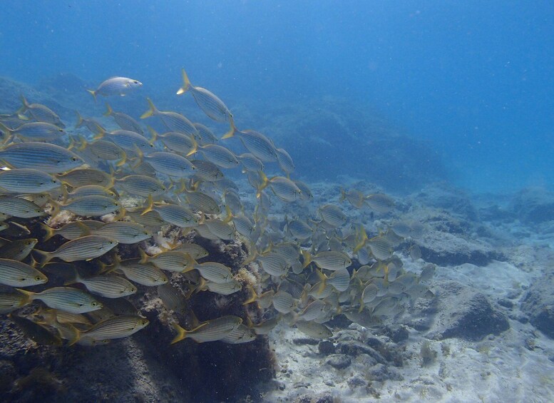 Picture 11 for Activity Tenerife: Half-Day Snorkeling Tour