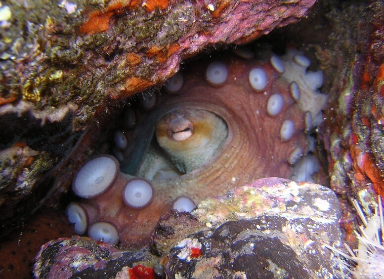 Picture 9 for Activity Tenerife: Half-Day Snorkeling Tour