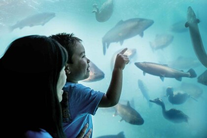 Queenstown: Underwater Theatre Experience Entry Ticket