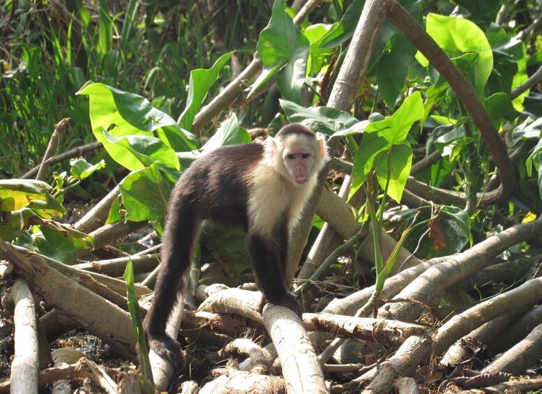 Picture 5 for Activity Panama: Monkey Island, Sloth Sanctuary Tour and Panama Canal