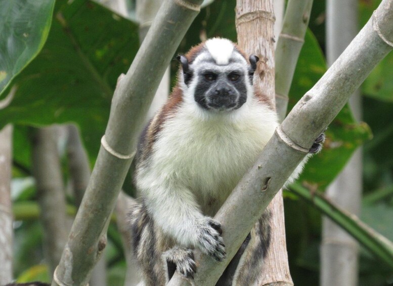 Picture 8 for Activity From Panama City: Monkey Island and Sloth Sanctuary Tour