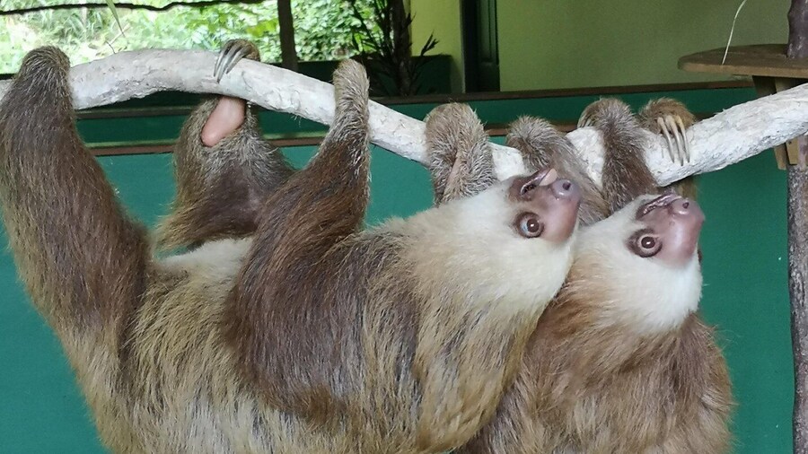 Panama: Monkey Island, Sloth Sanctuary Tour and Panama Canal