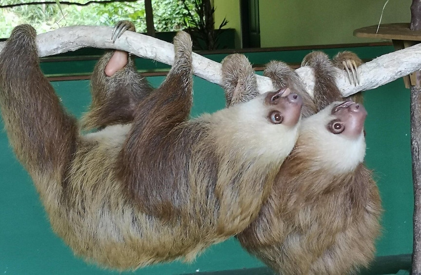 Panama: Monkey Island, Sloth Sanctuary Tour and Panama Canal